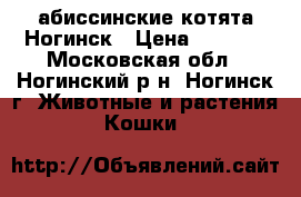 абиссинские котята Ногинск › Цена ­ 7 000 - Московская обл., Ногинский р-н, Ногинск г. Животные и растения » Кошки   